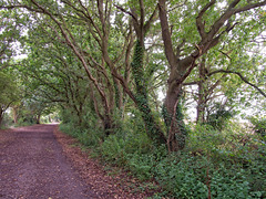 Hayling Billy Line