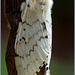 The Gypsy Moth ♀ after mating !