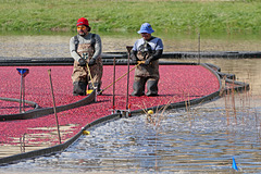 Coraling the cranberries