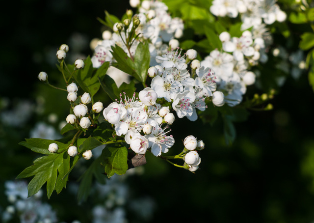 May 13th: hawthorn blossom