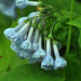 virginia bluebells may 2015 don valley DSC 0905