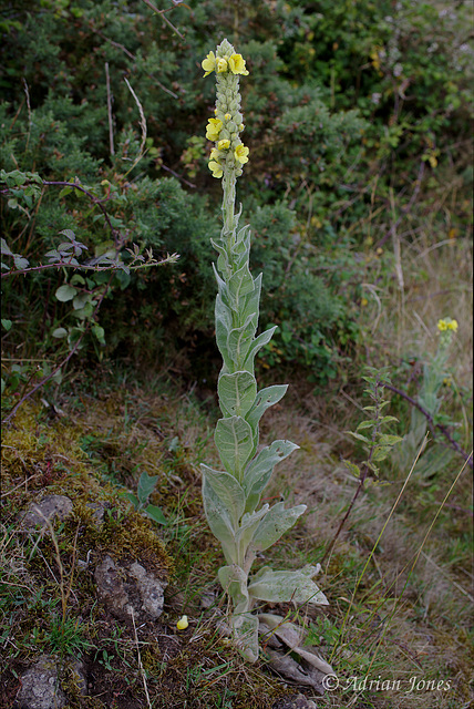 Verbascum thapsus