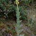 Verbascum thapsus