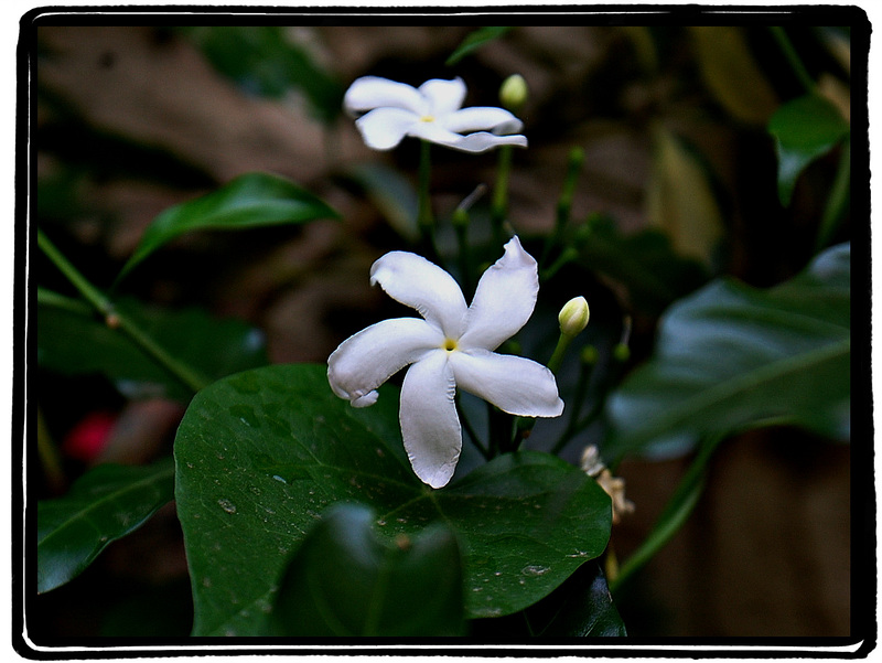 ನಂದಿ ಬಟ್ಟಲು / Crape Jasmine