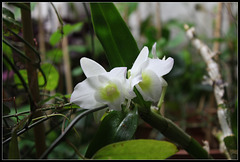 Dendrobium (2)