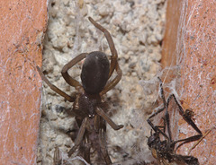 Spider IMG_6326