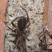 Spider IMG_6326