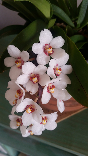 orchids