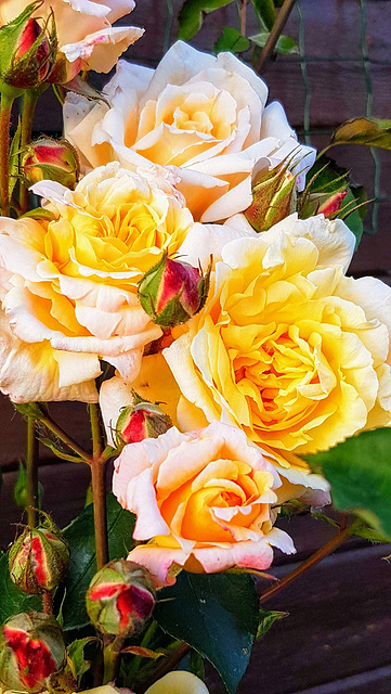 Thorn roses in yellow, orange and rose