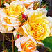 Thorn roses in yellow, orange and rose