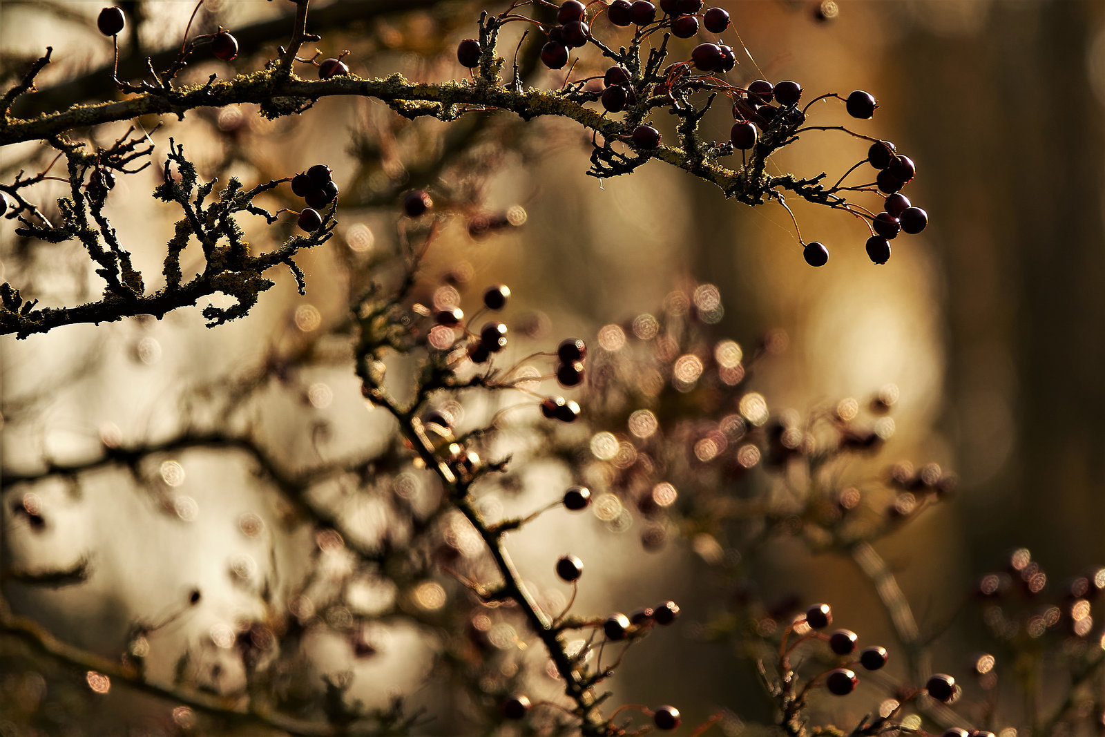A Wee Bit Of Bokeh