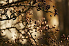 A Wee Bit Of Bokeh