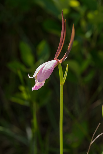 Cleistesiopsis divaricata (Large Rosebud orchid)