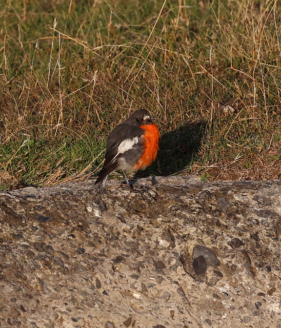 Flame Robin - Maria Island