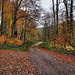 Herbstlicher Weg am Oefter Bach (Essen-Kettwig) / 16.11.2024 Herbstlicher Weg am Oefter Bach (Essen-Kettwig) / 16.11.2024