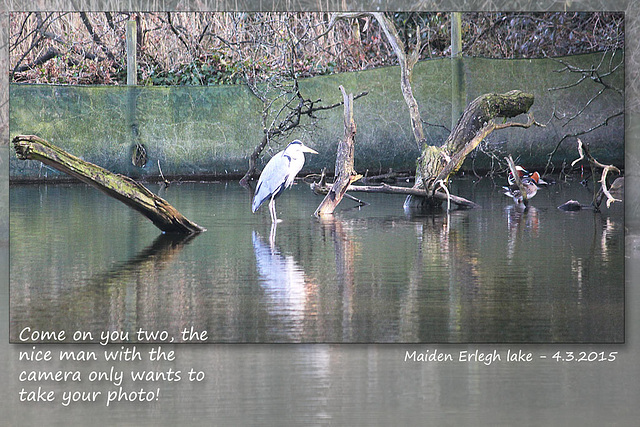 Heron & Mandarin ducks - Maiden Erlegh Lake - Reading - 4.3.2015