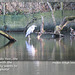 Heron & Mandarin ducks - Maiden Erlegh Lake - Reading - 4.3.2015