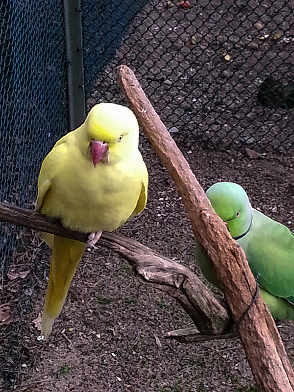 20160203 145417Hw [D~LIP] Halsbandsittich (Psittacula krameri), Voliere, Landschaftspark, Bad Salzuflen