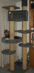Milly in her cat tree (2011)
