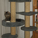 Milly in her cat tree (2011)