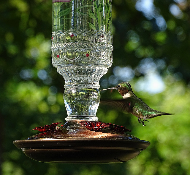 Ruby Throated Hummingbird