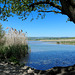 die Aare beim Klingnauer Stausee (© Buelipix)