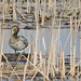 Canvasback