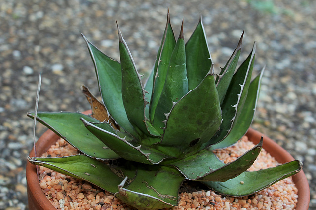 Agave ghiesbreghtii