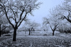 Winter in einem Obstgarten - Winter in an orchard