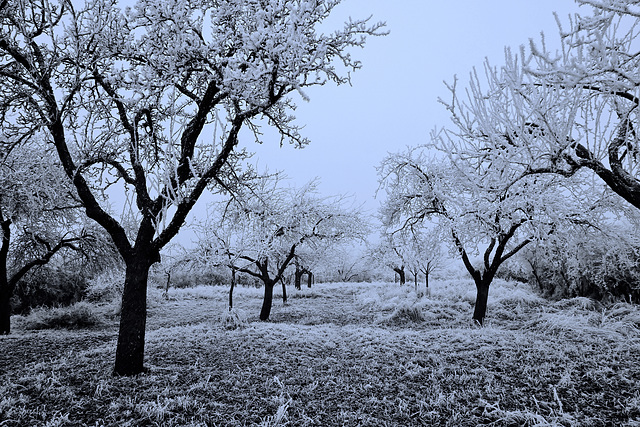Winter in einem Obstgarten - Winter in an orchard