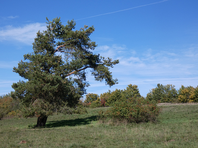 auf dem Münchshofener Berg