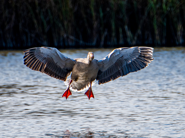 Flaps down, an incoming goose