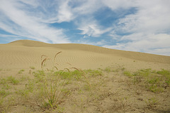 GSH hardy vegetation