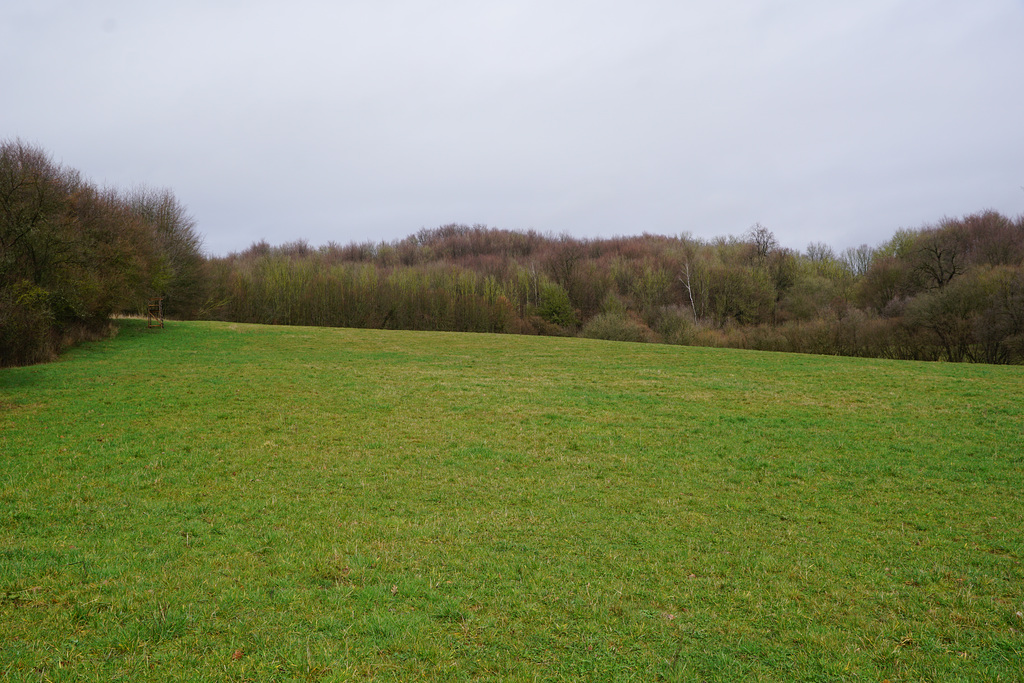 Waldwiese zwischen den Schauern