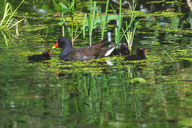 The Pond Moorhen and chicks