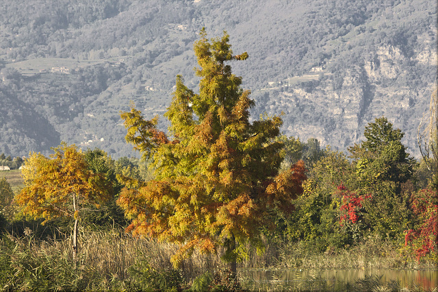 Torbiere, Iseo - Brescia