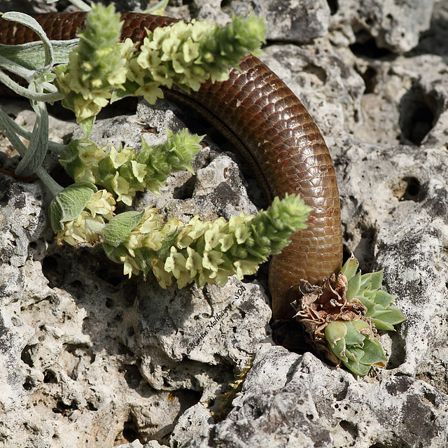 Scheltopusik gärtnert III (Wilhelma)