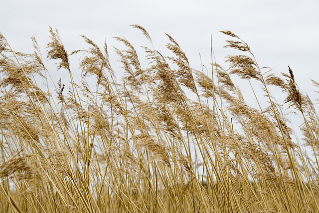 Reeds in seed