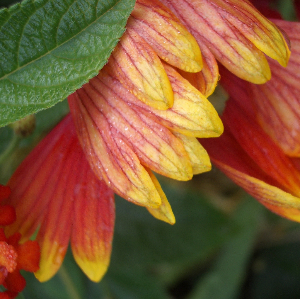 fall flower