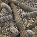 Creeping Devil, Take #1 – Desert Botanical Garden, Papago Park, Phoenix, Arizona