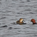 Canvasback