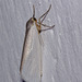 Moth IMG_6327