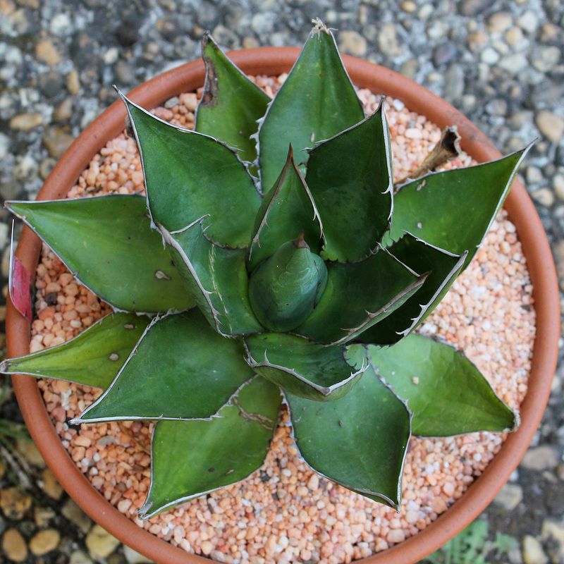 Agave ghiesbreghtii