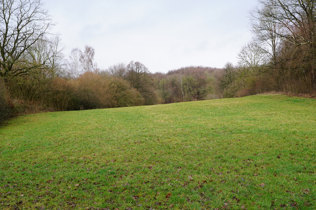 Waldwiese zwischen den Schauern II