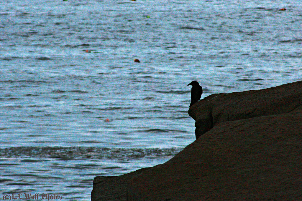 Birds on Rocks (3)