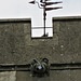 rampton church, cambs   (36) weather vane