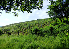 Weinberg in Bad Neuenahr