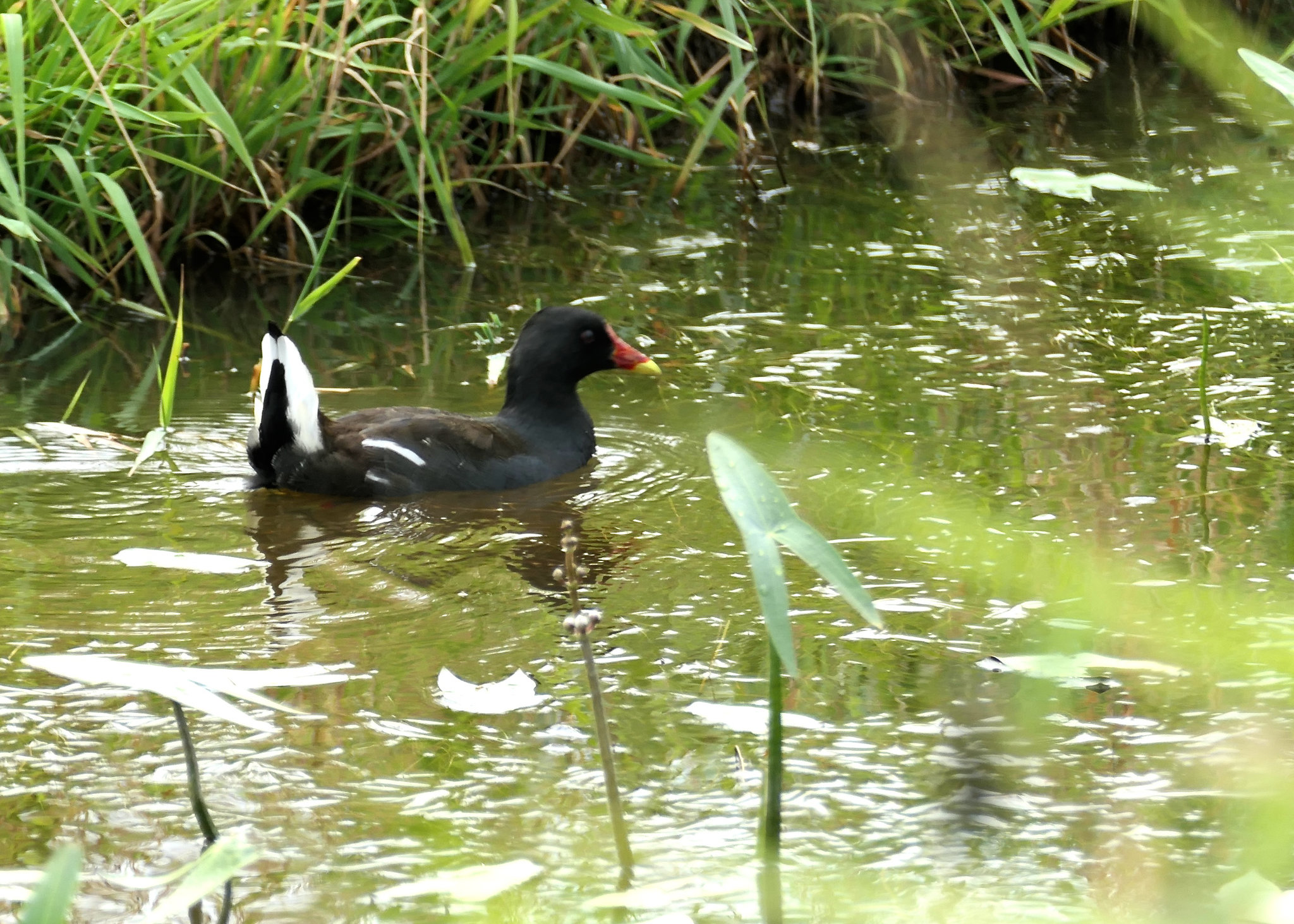 Teichhuhn