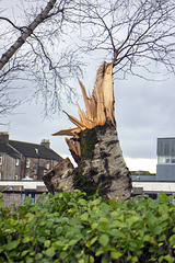 Storm Damage