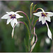Abyssinian lily